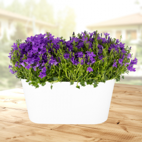 Two Purple Campanulas + Free DUO Pot | +/- 20-25 cm | ø 12 cm | Campanula