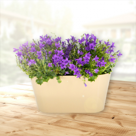 Two Purple Campanulas + Free DUO Pot | +/- 15-20 cm | ø 12 cm | Campanula