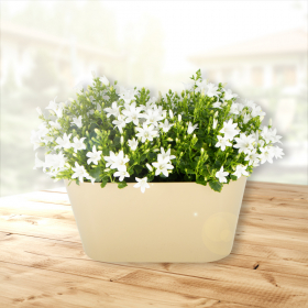 Two White Bellflowers + Free DUO Pot | +/- 15-20 cm | ø 12 cm | Campanula