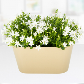 Two White Bellflowers + Free DUO Pot | +/- 15-20 cm | ø 12 cm | Campanula