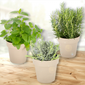 Set of 3 Herbs + Free Pots | ø 14 cm | Lemon balm, Lavender, Rosemary