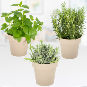 Set of 3 Herbs + Free Pots | ø 14 cm | Lemon balm, Lavender, Rosemary