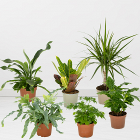 Set of 6 plants | Croton, Dragon Tree, Coffee Plant, Indoor Ash, Phlebodium, Staghorn Fern