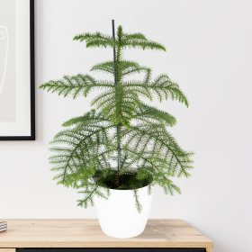 Indoor Fir + Free Pot White | 70-80 cm | ø 17 cm | Araucaria