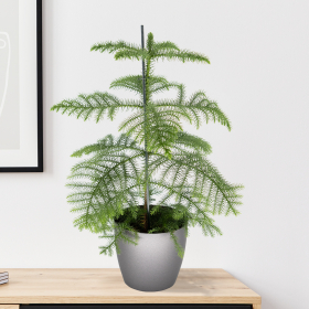 Indoor Fir + Free Pot Anthracite | 70-80 cm | ø 17 cm | Araucaria
