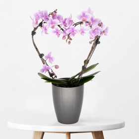 Pink Orchid Arch in Heart Shape + Free Pot | +/- 40 cm | ø 12 cm | Phalaenopsis