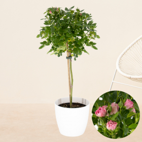 Pink Potted Rose + Free Pot | +/- 75 cm | ø 17 cm