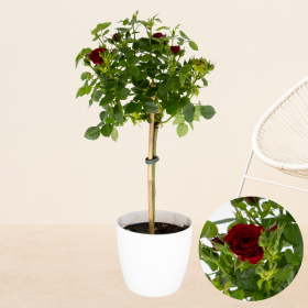 Red Potted Rose + Free Pot | +/- 70 cm | &oslash; 17 cm
