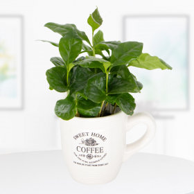 Coffee Plant in Cup | +/- 20 cm | ø 11 cm