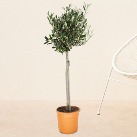 Olive Tree | +/- 85 cm | ø 19 cm | Olea Europaea