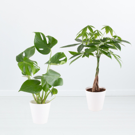 Air-purifying Duo | Monstera and Money Tree + free pots | +/- 60 cm | ø 17 cm