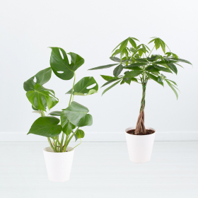 Air-purifying Duo | Monstera and Money Tree + Free Pots | 50-60 cm | ø 14-17 cm