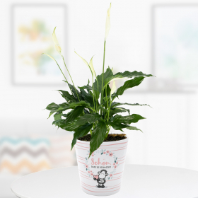 Spathiphyllum + Pot "Schön, dass es dich gibt!" | +/- 25 cm | ø 9 cm