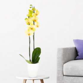 Yellow Orchid (Two Trusses) + Free Pot | +/- 70 cm | ø 12 cm | Phalaenopsis