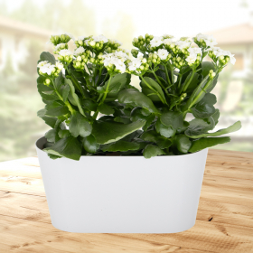 White Flaming Katy + Free DUO Pot  | +/- 30 cm | ø 12 cm | Kalanchoe