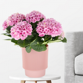 Pink Hydrangea + Free Pot | +/- 35 cm | ø 12 cm | Hydrangea