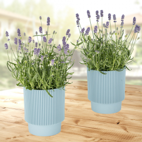 Two Blue Lavender Plants + Free Pots | +/- 40 cm | ø 12 cm | Lavandula Angustifolia
