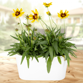 Two Large-Flowered Coreopsis + Free DUO Pot | +/- 35 cm | ø 12 cm | Coreopsis Grandiflora