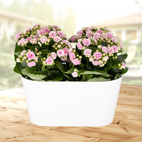 Pink Flaming Katy + Free DUO Pot | +/- 30 cm | ø 12 cm | Kalanchoe