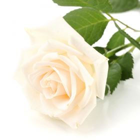 White Roses - Select quantity from 10 on (Premium, 60cm) 