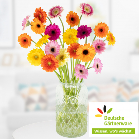 20 Colorful Germini - Deutsche Gärtnerware