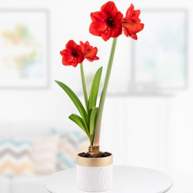 Amaryllis Red "Red Lion" with planter