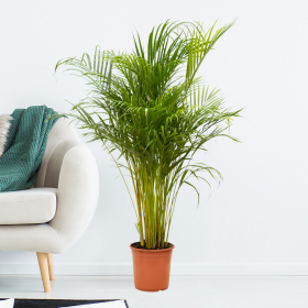Gold Fruit Palm XL | +/- 110 cm | ø 21 cm | Areca-Palm