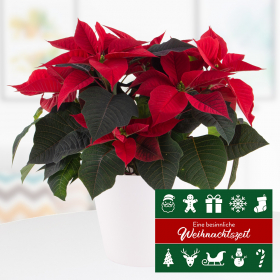Red Poinsettia + Free Pot + Christmas Card