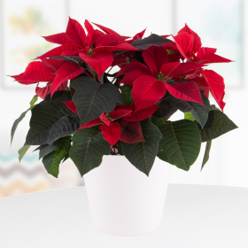 Red Poinsettia + Free Pot (white) | +/- 30 cm | ø 13 cm | Poinsettia