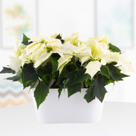 Two White Poinsettias + Free DUO Pot | +/- 25 cm | ø 13 cm | Poinsettia