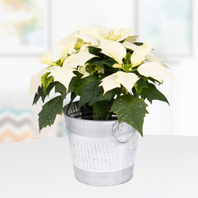 White poinsettia in zinc bucket | +/- 35 cm | ø 13 cm | Poinsettia