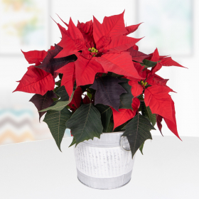 Red poinsettia in zinc bucket | +/- 35 cm | ø 13 cm | Poinsettie