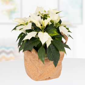 White poinsettia in cork bag | +/- 35 cm | ø 13 cm | Poinsettie