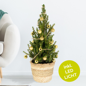Christmas Tree Gold with 24 Baubles + Lighting | +/- 60 cm | ø 19 cm | Picea