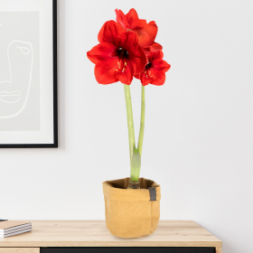 Red Amaryllis with two Sprouts + Free Jute Bag | ø 12-14 cm | Hippeatrum