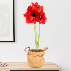 Red Amaryllis with two Sprouts + Free Corc Bag | ø 12-14 cm | Hippeatrum