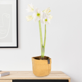 White Amaryllis with two Sprouts + Free Jute Bag | ø 12-14 cm | Hippeatrum