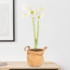 White Amaryllis with two Sprouts + Free Corc Bag | ø 12-14 cm | Hippeatrum