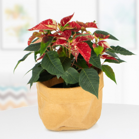Red-white spotted Poinsettia + Free Jute Bag | +/- 30 cm | ø 13 cm | Poinsettia