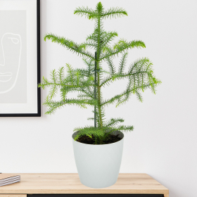 Trendy Indoor Fir + Free Pot (Gray) | +/- 60 cm |ø 14 cm | Araucaria