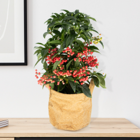 Christmas Berry + Free Cork Bag | +/- 40 cm | ø 14 cm | Ardisia Crenata