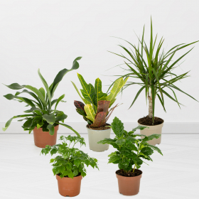 Set of 5 plants | Croton, Dragon Tree, Coffee Plant, Indoor Ash, Staghorn Fern