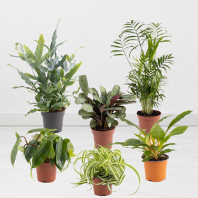 Set of 6 plants beginner | 30-50 cm | ø 12 cm | mountain palm, gold stipple fern, philodendron, green lilies, ctenanthe