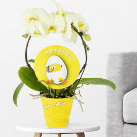 Orchid bow yellow "Happy Easter" (Phalaenopsis with bow, 45cm)