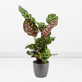 Pfauen-Korbmarante (Calathea makoyana, 60 cm)
