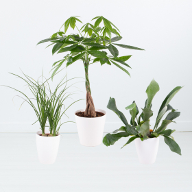 Plant Trio + Free Pots | 25 - 35 cm | ø 12 cm | Elephant Foot, Antler Fern, Money Tree