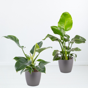 Luftreinigendes Duo (Strelitzie, Philodendron Green Imperial)
