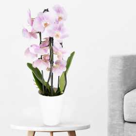 Pink Orchid in Arch + Free Pot | +/- 55 cm | ø 12 cm | Phalaenopsis Cascade