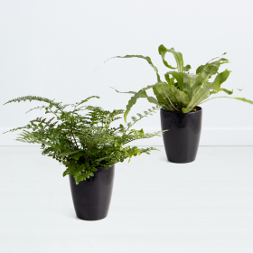 Fern Duo + Free Pots | 20 - 30 cm | ø 12 cm | Strip Fern, Crocodile Fern