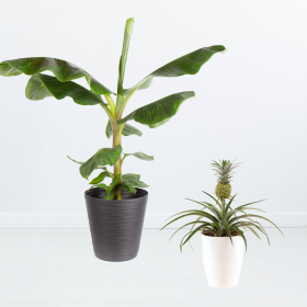 Pflanzen-Set: Tropische Tierfreunde (Bananenstaude, Ananas-Pflanze)
